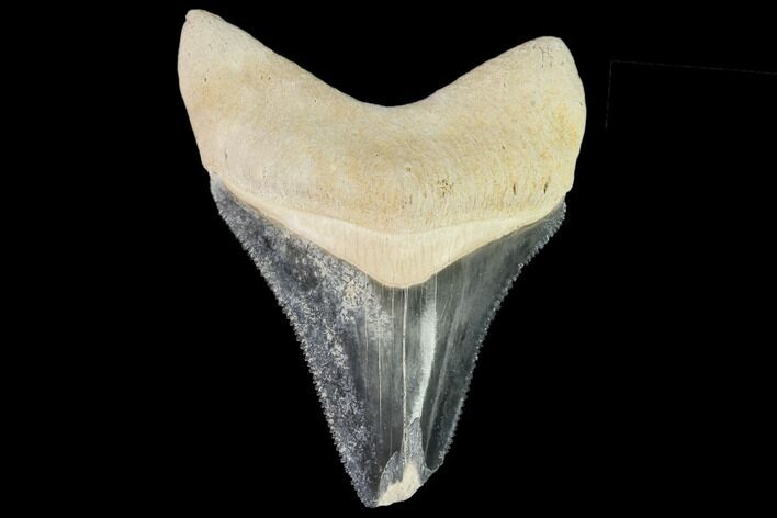 Fossil Megalodon Tooth - Florida #108400